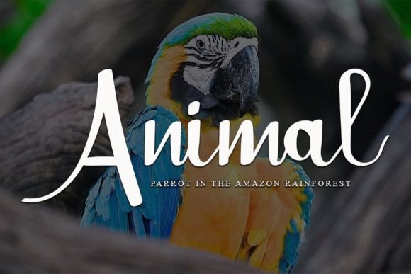 Amazon Font - Preview 1