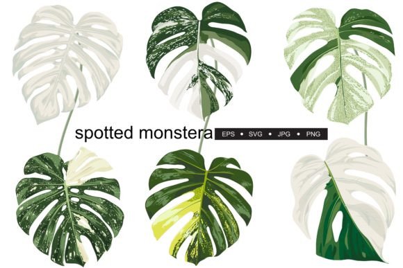 philodendron verrucosum arten Philodendron verrucosum 'Incensi' – Jungle Leaves