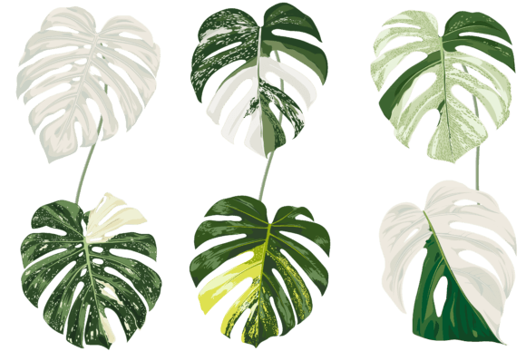 money tree buy Buy Money Tree Guiana Chestnut Pachira Braid