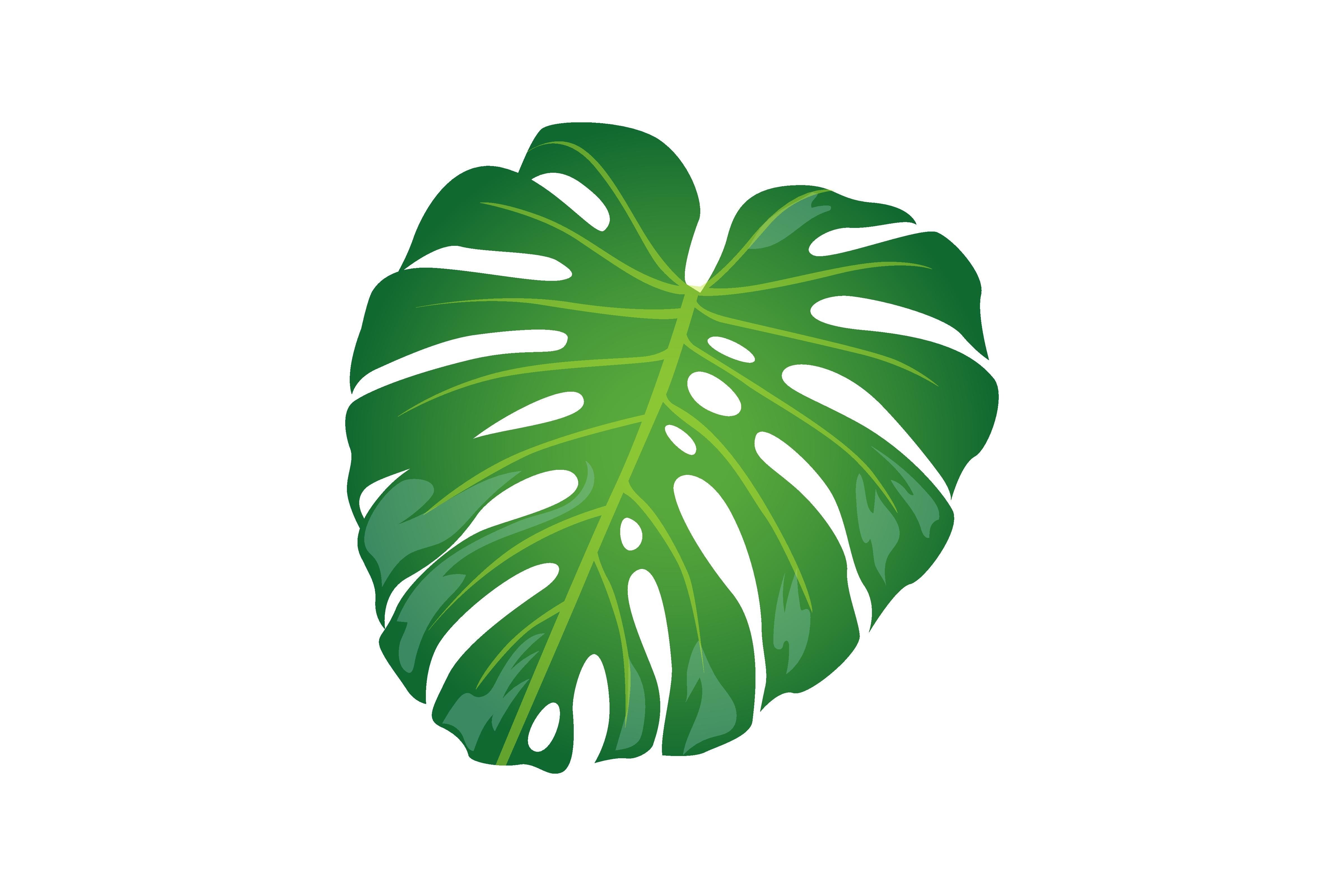 Tropic Monstera Leaf in Cartoon Style Il Graphic by pch.vector  Creative  Fabrica