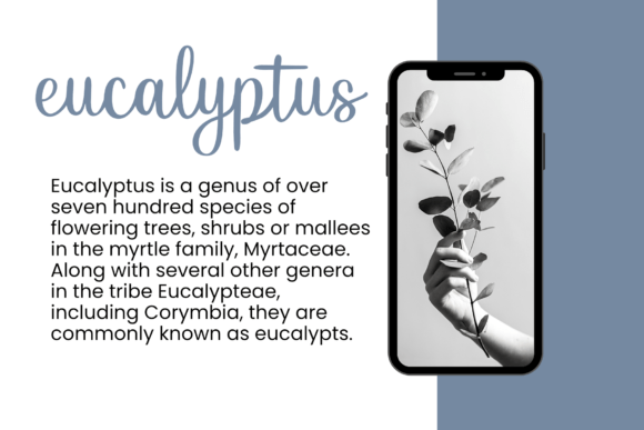 Gracility Font PNG with transparent background - Preview 6
