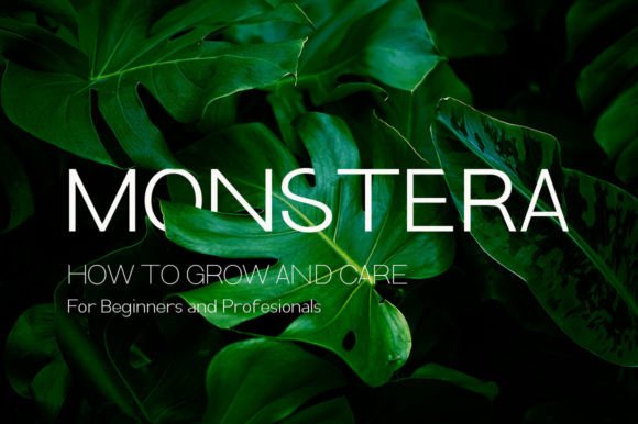 Kencana Font font preview - 2