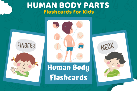 Human Body Parts Flashcards for Kids