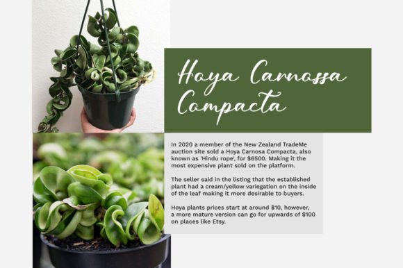 Keyna Font PNG with transparent background - Preview 4