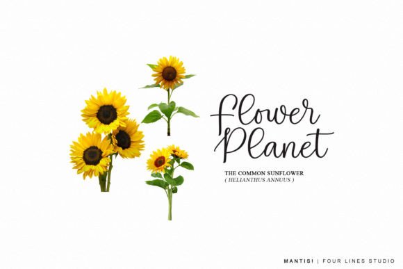 Mantis! Font PNG with transparent background - Preview 5