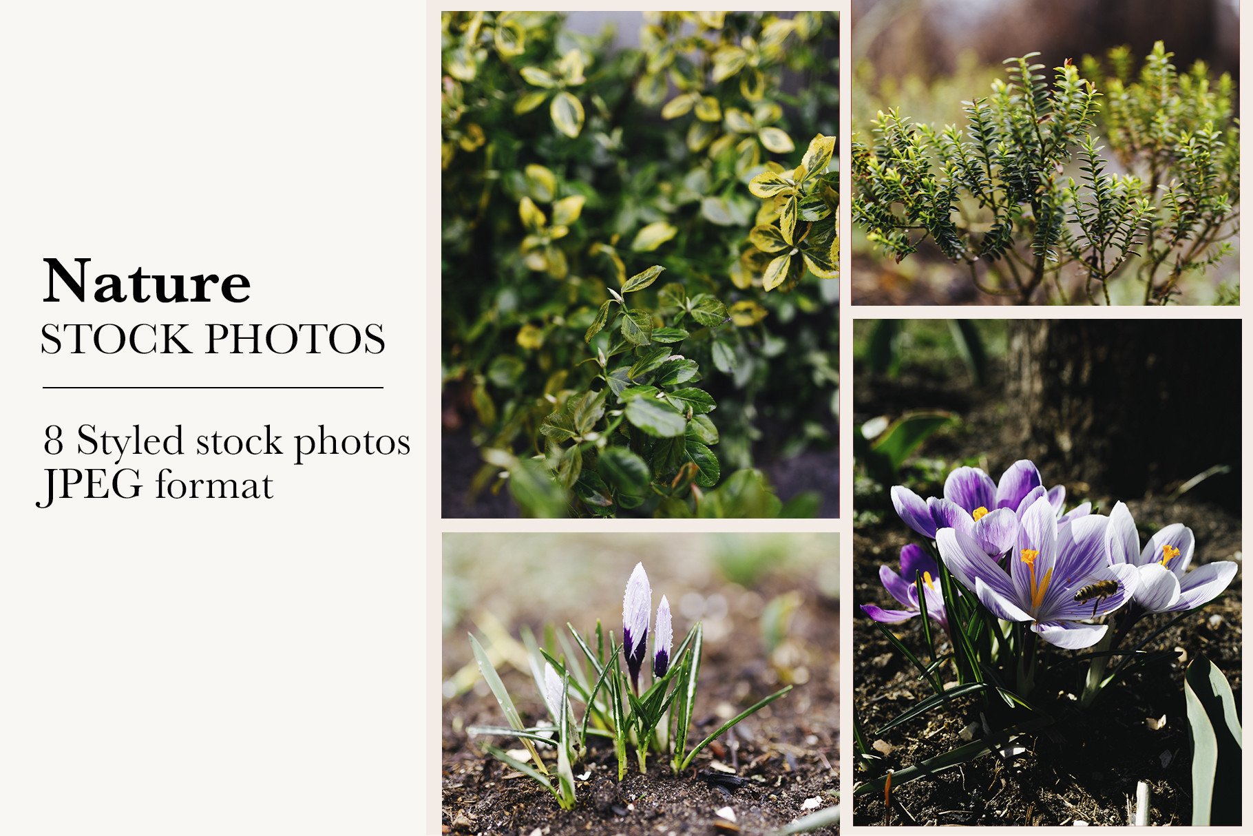 A Selection of Photo Backgrounds Graphic by Lashevskyi · Creative Fabrica