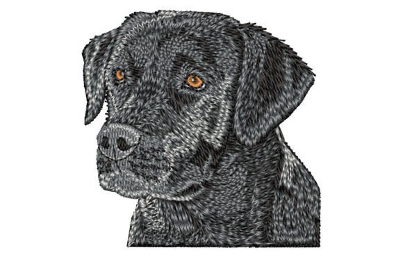 Black Labrador Retriever