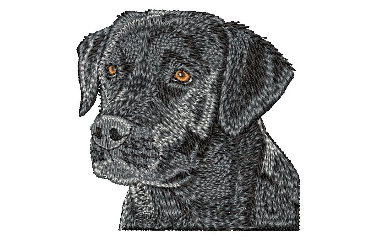 Black Labrador Retriever
