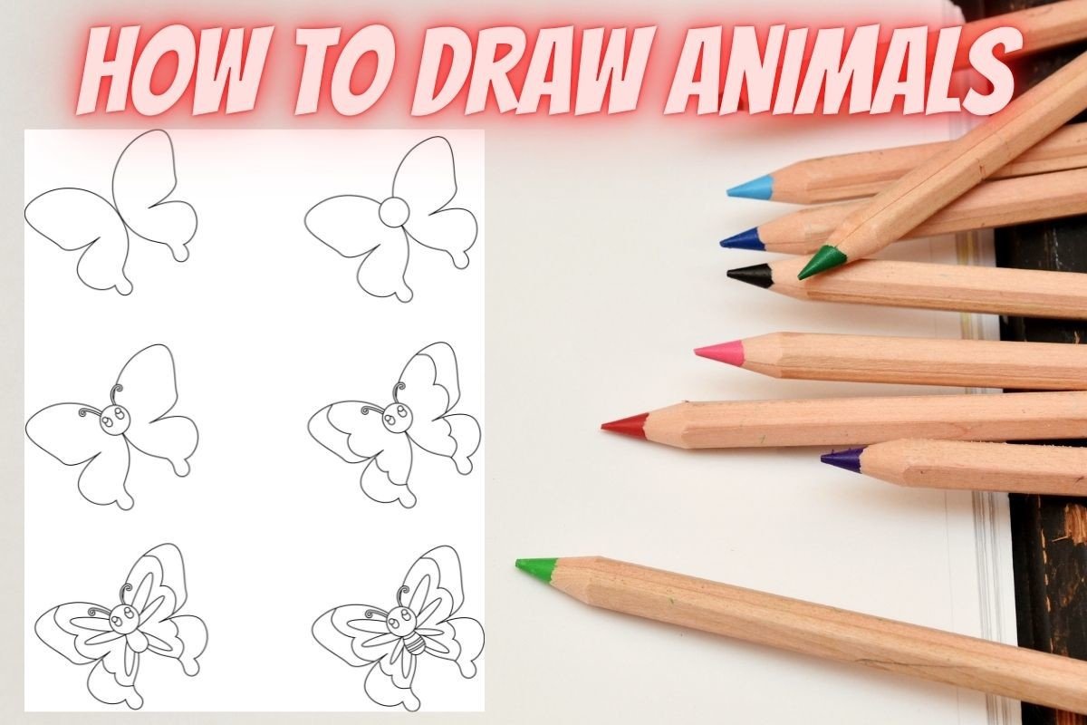 How to Draw Butterfly Step by Step KDP
