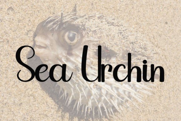 Hedgehog Font - Preview 2