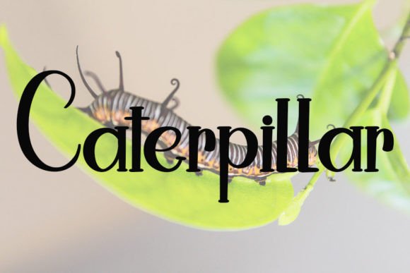 Butterfly Font - Preview 3