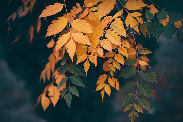 Autumn Maple Leaves Graphic by giorgadzephotography · Creative Fabrica