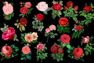 Vintage Red Roses Clipart Graphic by NiftyCraftyHouse · Creative Fabrica