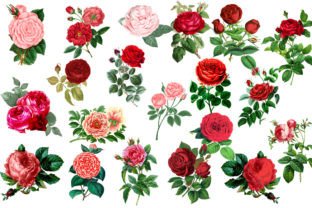 Vintage Red Roses Clipart Graphic by NiftyCraftyHouse · Creative Fabrica