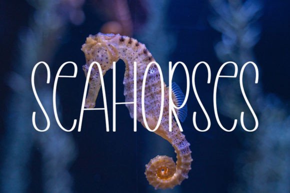 Aquarium Font - Preview 3