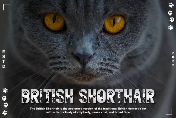 Mycat Font PNG with transparent background - Preview 1
