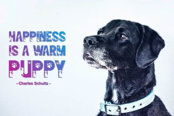 Friendly Dog Font PNG with transparent background - Preview 3