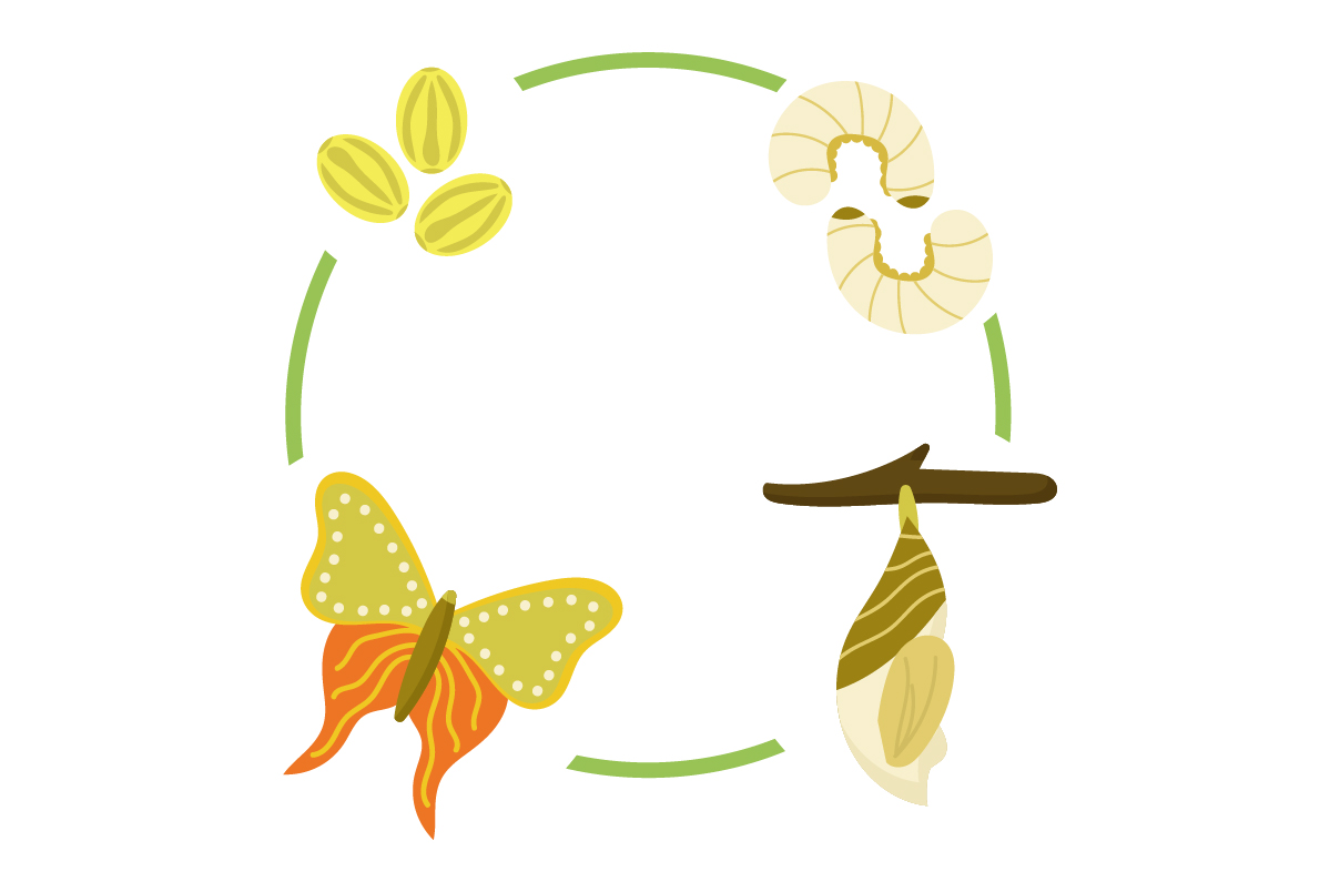 Life Cycle - Frog Chart SVG Cut file by Creative Fabrica Crafts ...