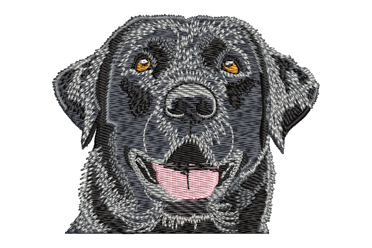 Black Labrador Retriever