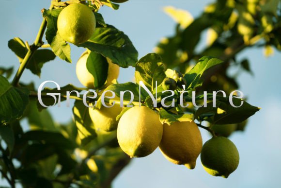 Lemonstyle Font font preview - 4