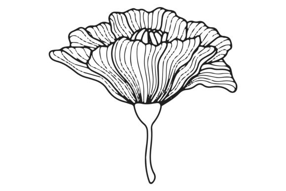 Botanical Line Drawing. Blooming Flower