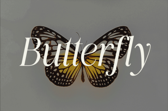 Quincity Font PNG with transparent background - Preview 1