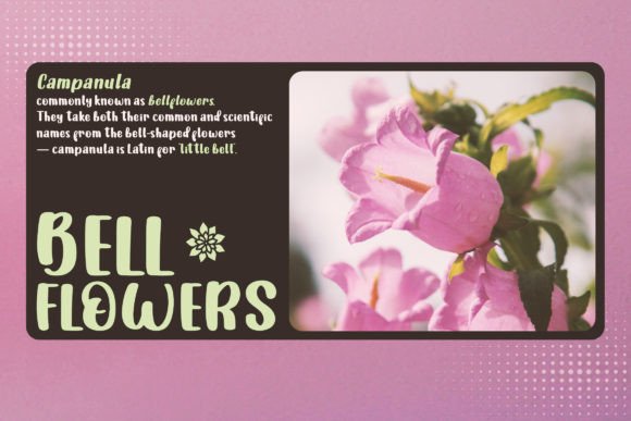 Eve Bells Font PNG with transparent background - Preview 1