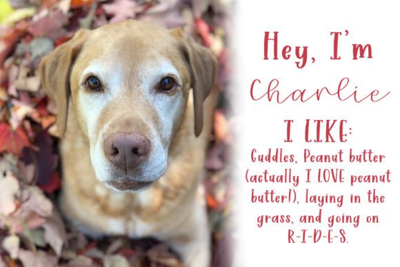 Charlie Marley Font - Preview 1