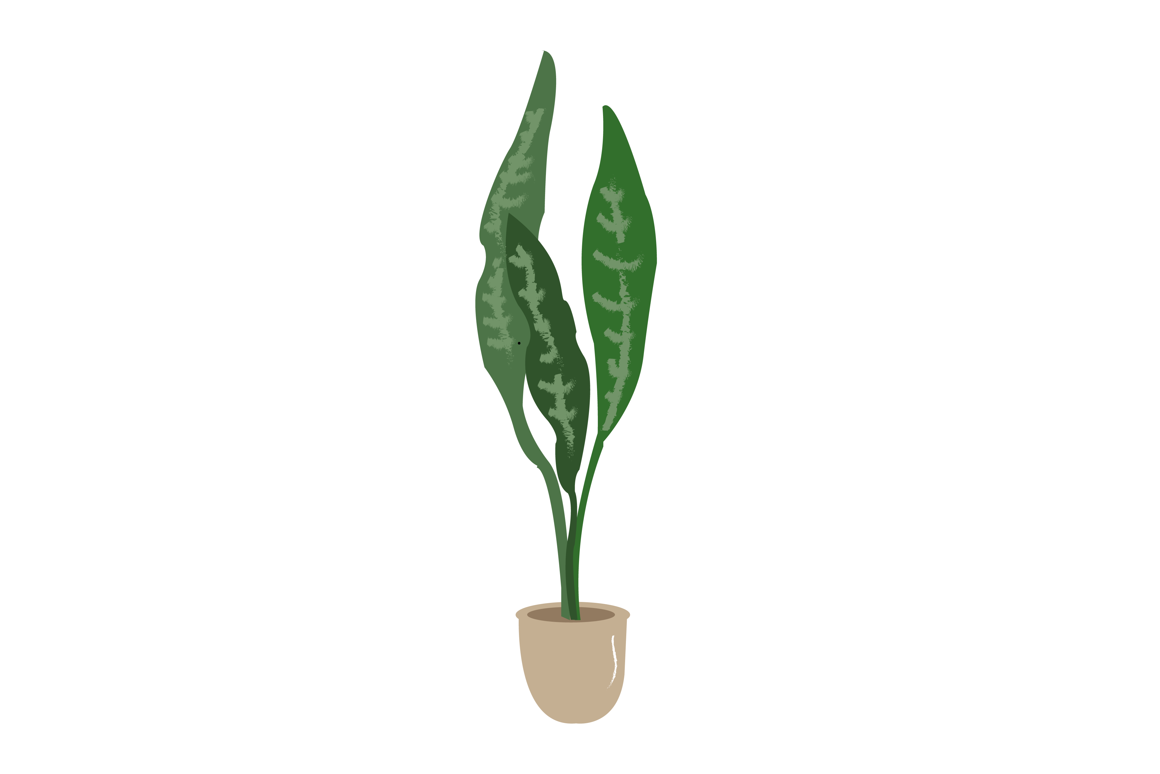 growing dragon fruit plant Dragon Fruit Live Plant For Planting in Home Garden main image 1