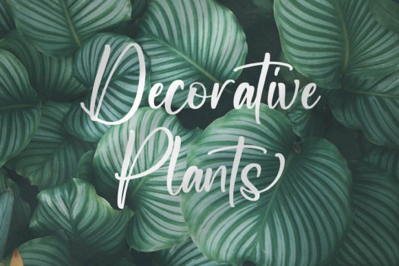 Newscript Font PNG with transparent background - Preview 6