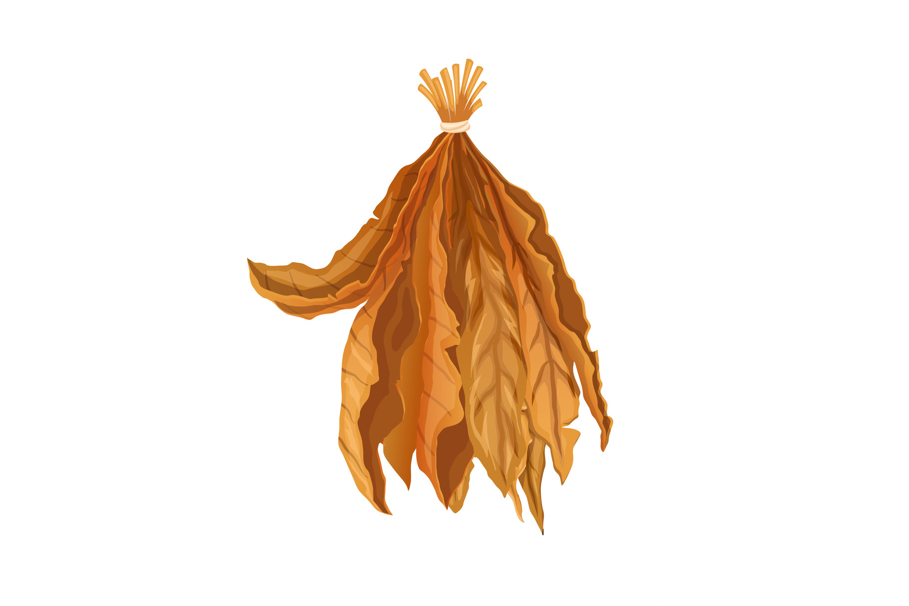 free tobacco seeds tobacco seeds nearby How to Grow Tobacco