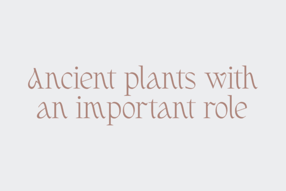 Fernhead Font - Preview 1