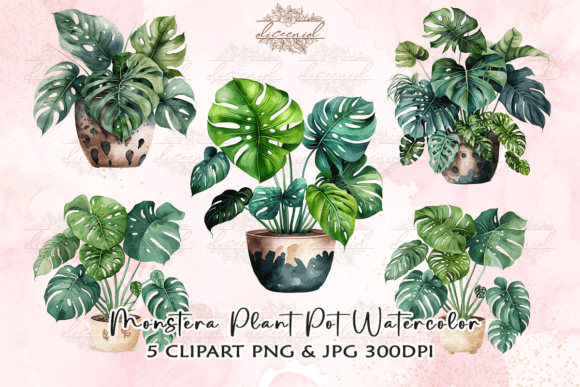 extra large monstera plant for sale 3-5 FT (Bigger) Monstera Deliciosa  Dahing Plants
