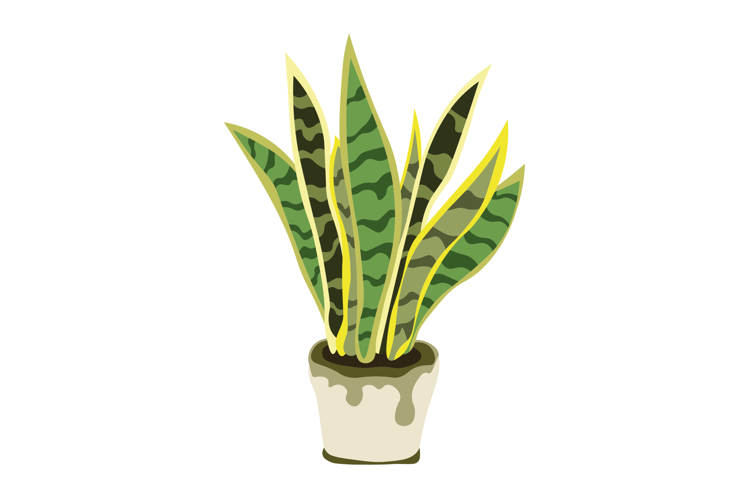 strelitzia light requirements White Bird of Paradise main image 1