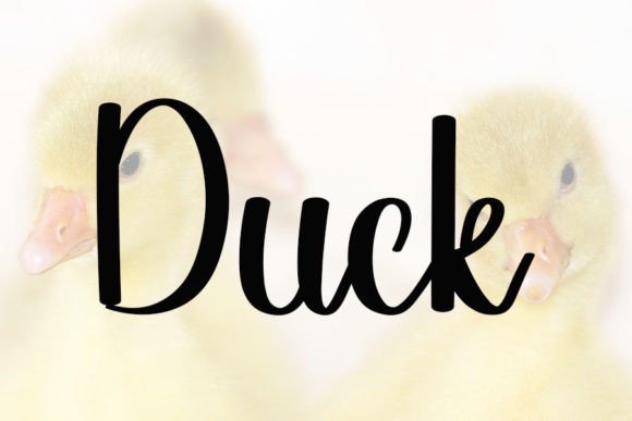 Chicken Font - Preview 1