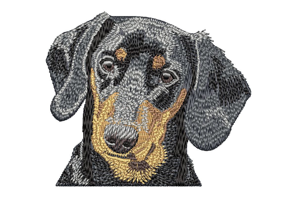 Dachshund