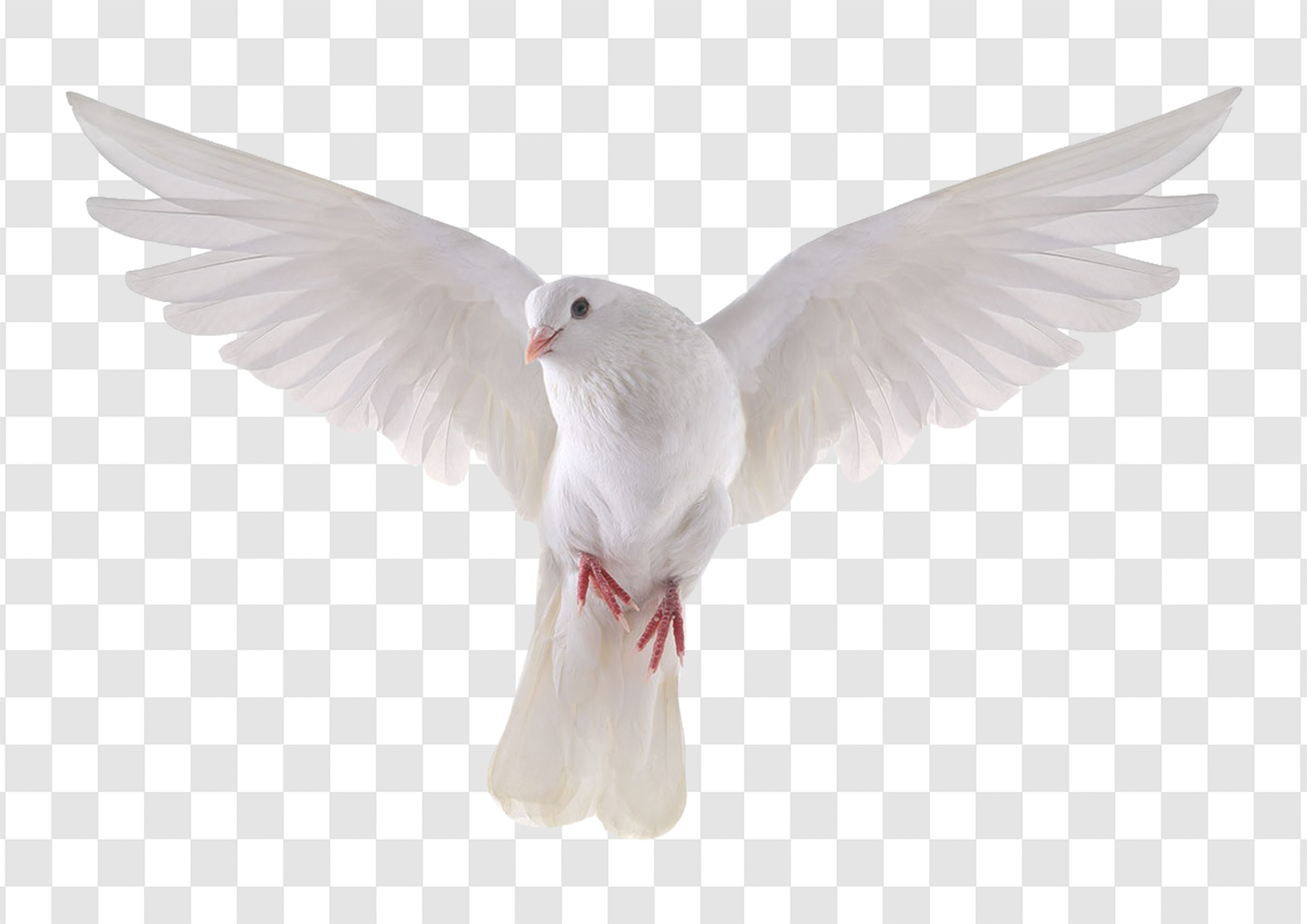 2200 White Dove Isolated Graphic by Kzara Visual · Creative Fabrica
