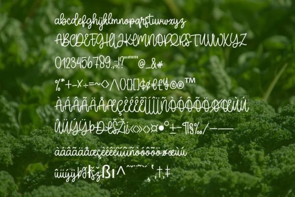 Broccoli Script Font - Preview 1