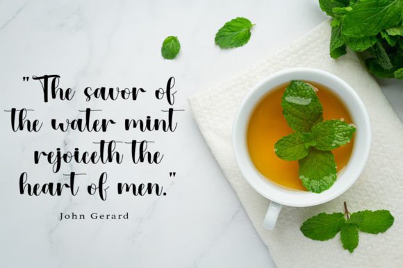 Mint Font PNG with transparent background - Preview 1