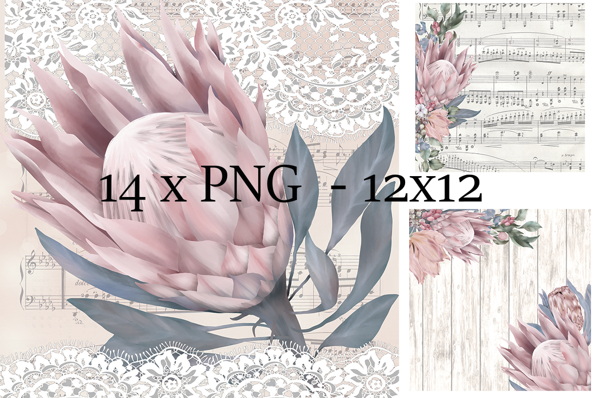 Protea Flowers and Various Backgrounds