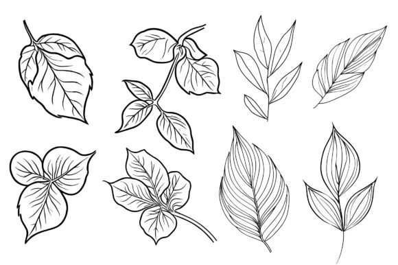 Botanical Line Drawing, Botanical Art.