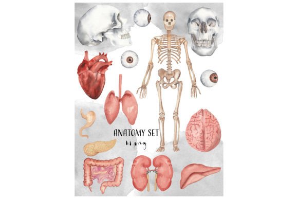 Anatomy Body Watercolor Clipart Graphic Illustrations By Visual Animal