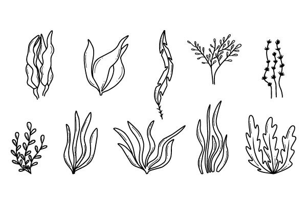 Algae Set.