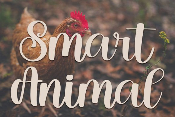 Chicken Font - Preview 3