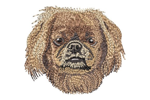 Pekingese Dog