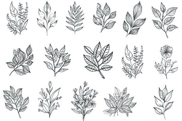 Botanical Element Botanical Line Drawing