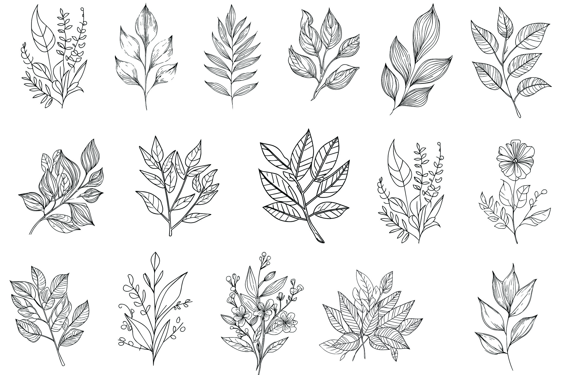 Botanical Element Botanical Line Drawing