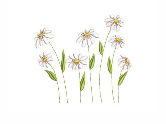 Daisy Flowers