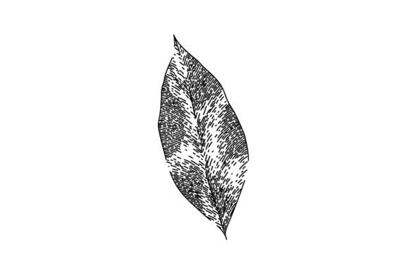 Bay Leaf Herb Spice Sketch Hand Drawn