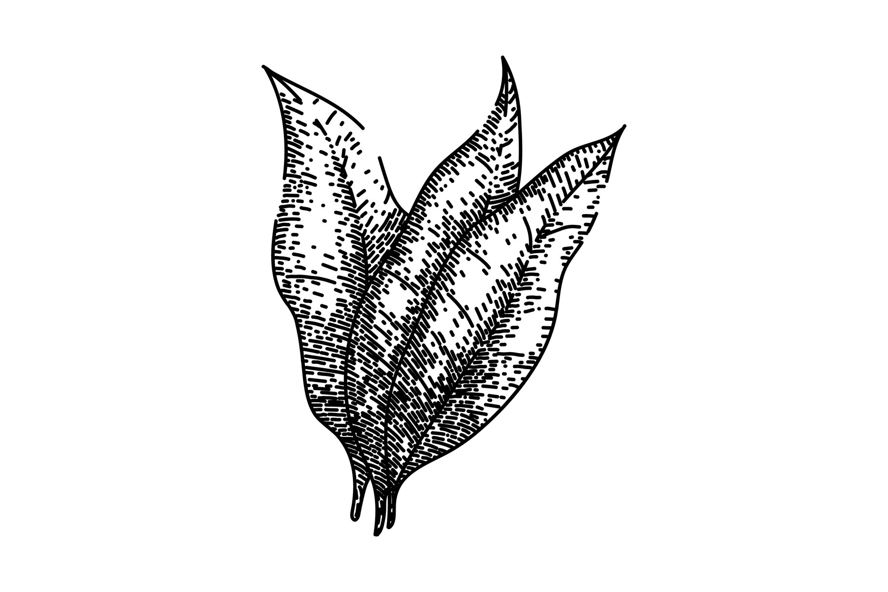 tobacco sketch Tobacco Leaf Green Sketch Hand Drawn Graphic by pikepicture · Creative  Fabrica